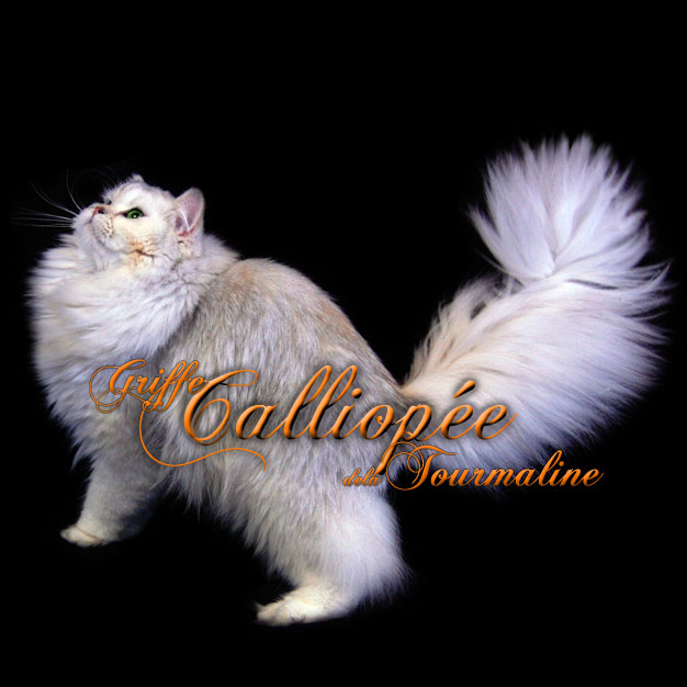 tourmaline griffe calliopee de la tourmaline Chinchilla Blue Golden Tortie Shell silver chinchilla yeux vert emeraude