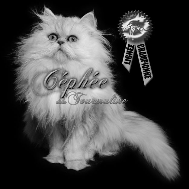 tourmaline cephee de la tourmaline