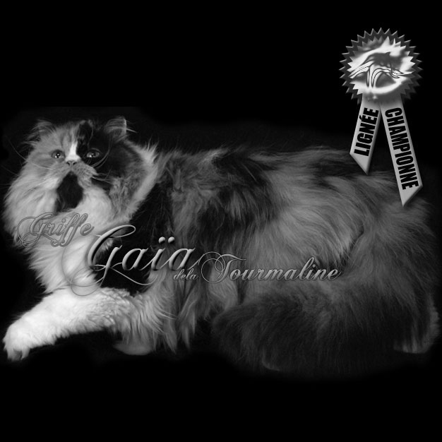 tourmaline griffe gaia de la tourmaline Persane Calico