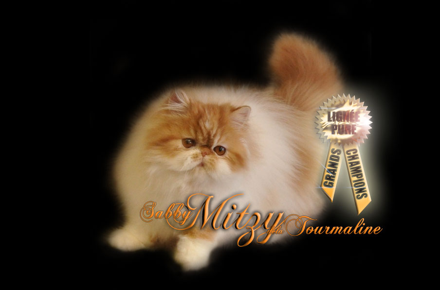 tourmaline sabby mitzy de la tourmaline red tabby and white