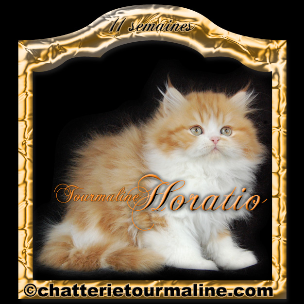tourmaline Horacio Horatio Persan red and white roux et blanc chaton de tourmaline tourmaline cephee persan silver shaded aux yeux emeraude et tourmaline sabby mitzy de la tourmaline red tabby and white de lign&eacute;e de grands champions
