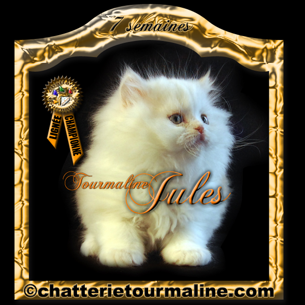 Tourmaline Jules persan roux et blanc chaton de cephee de la tourmaline persan silver chinchilla aux yeux emeraude et tourmaline sabby mitzy de la tourmaline red tabby and white
