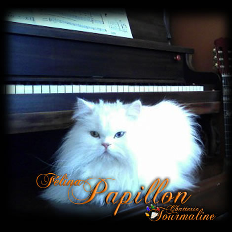 tourmaline felina papillon