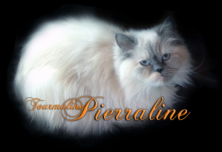 tourmaline pierraline persane himalayenne blue cream bleu creme