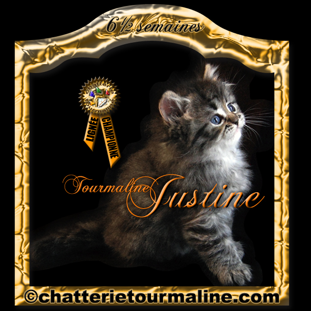 Tourmaline justine persane brown tabby chaton de cephee de la tourmaline persan silver chinchilla aux yeux emeraude et tourmaline tourmaline chatte persane Persane Himalayenne Blue Cream Point aux Yeux Bleus
