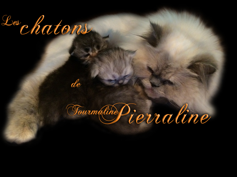 tourmaline justine persane brown tabby et tourmaline justin persan silver tabby, chatons de cephee de la tourmaline persan silver chinchilla aux yeux emeraude et tourmaline tourmaline chatte persane Persane Himalayenne Blue Cream Point aux Yeux Bleus