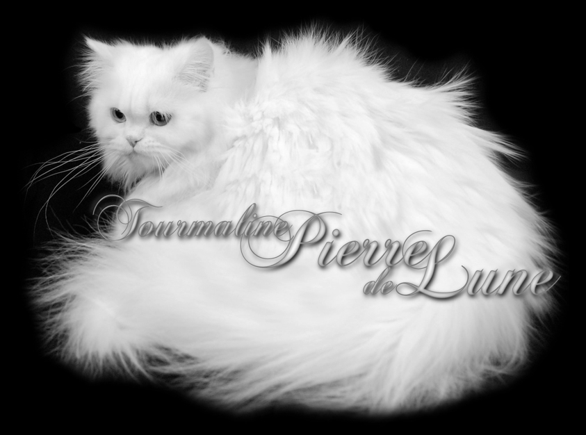 tourmaline pierre de lune persane blanche aux yeux verts