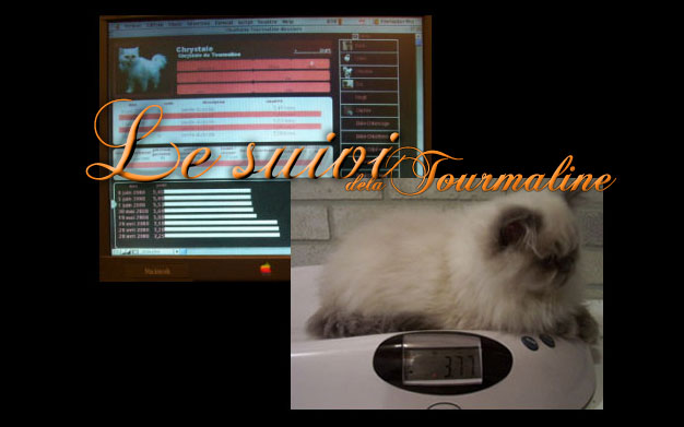 tourmaline biometrie et base de donnees