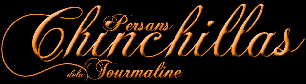 tourmaline titre chinchilla de la tourmaline