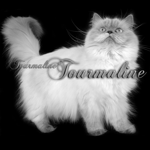 tourmaline tourmaline persane himalayenne blue cream bleu creme