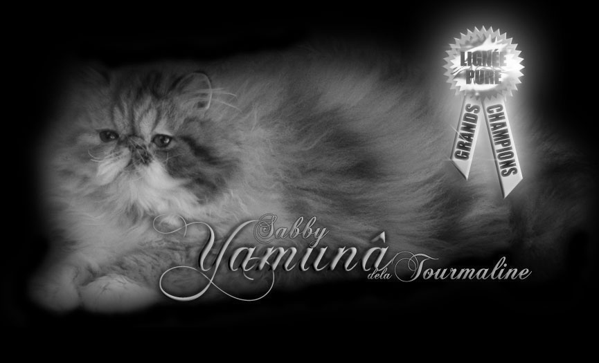 tourmaline sabby yamuna de la tourmaline persane brown patch tabby and white